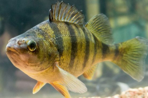 Річка окун Річка окун